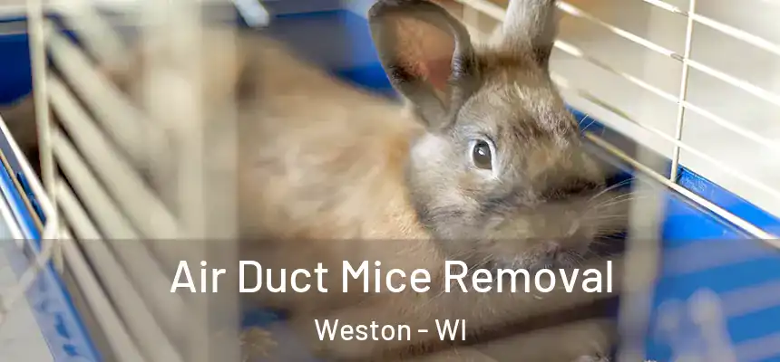  Air Duct Mice Removal Weston - WI